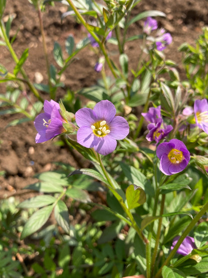 Polemonium 'Lambrook Mauve' - Champion Plants