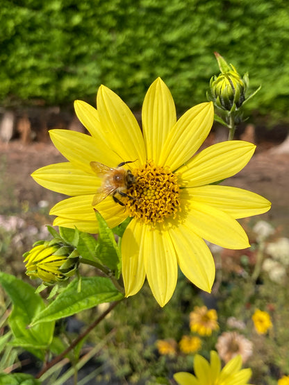 Helianthus Lemon Queen - AGM - Champion Plants