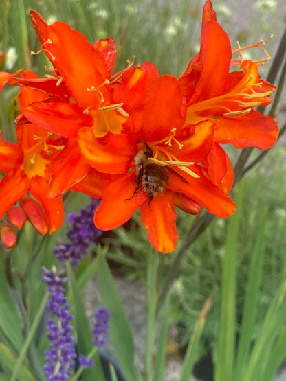 Crocosmia Spitfire - Champion Plants