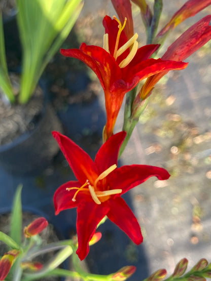 Crocosmia Bressingham Blaze - Champion Plants