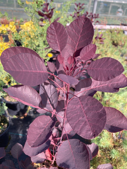 Cotinus Dusky Maiden - Champion Plants