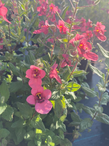 Diascia fetcaniensis 'Daydream' - Champion Plants