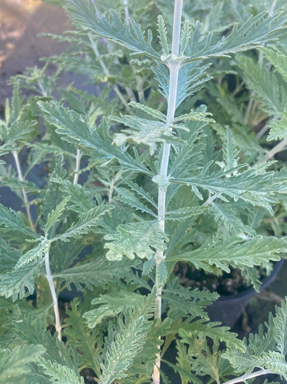 Perovskia Blue Spire - Champion Plants