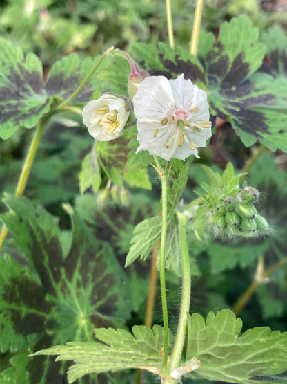 Geranium phaeum Misty Samobor - Champion Plants