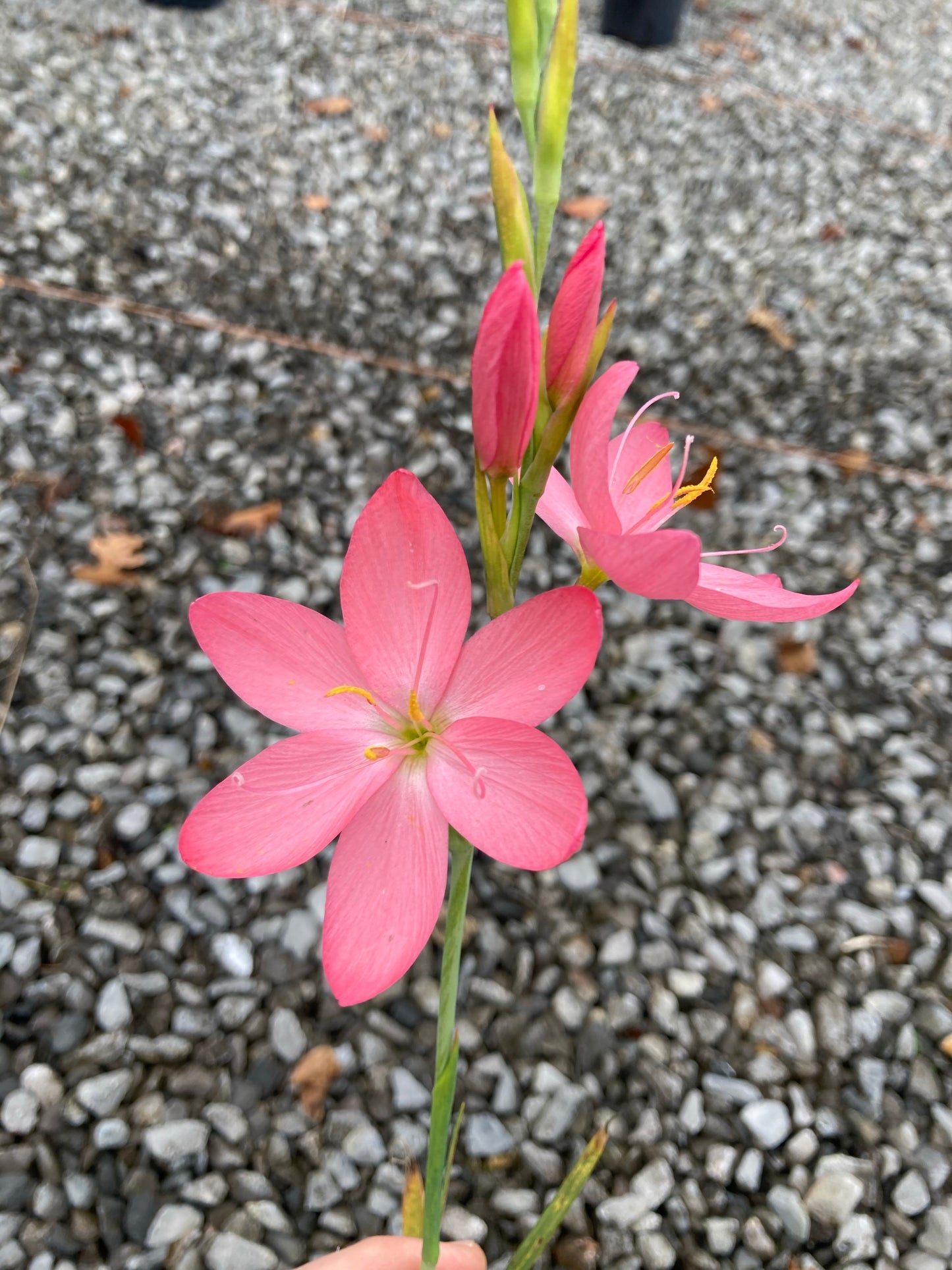 Hesperantha coccinea 'Sunrise' - AGM - Champion Plants