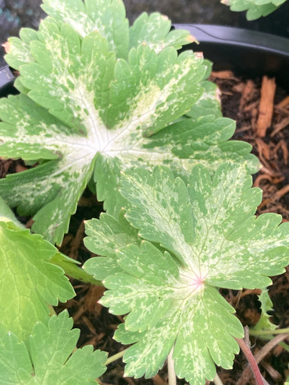 Geranium phaeum Lisa - Champion Plants