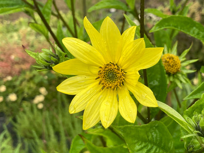 Helianthus Lemon Queen - AGM - Champion Plants