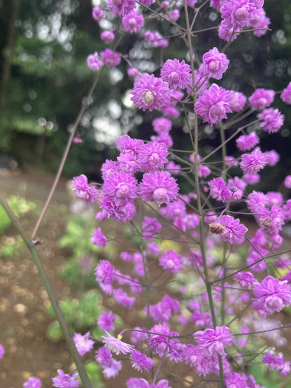 Thalictrum delavayi Hewitt’s Double - Champion Plants