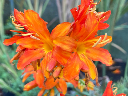 Crocosmia Spitfire - Champion Plants