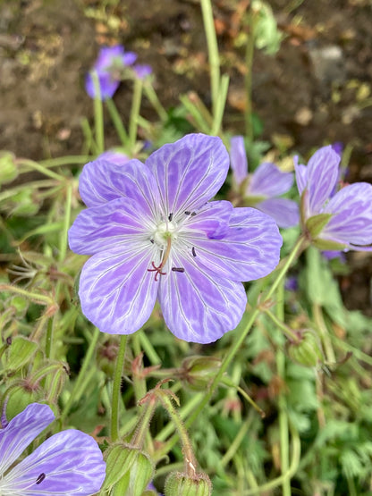 Geranium pratense 'Mrs Kendall Clark' - AGM - Champion Plants