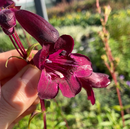 Penstemon Pensham Plum Jerkum - Champion Plants