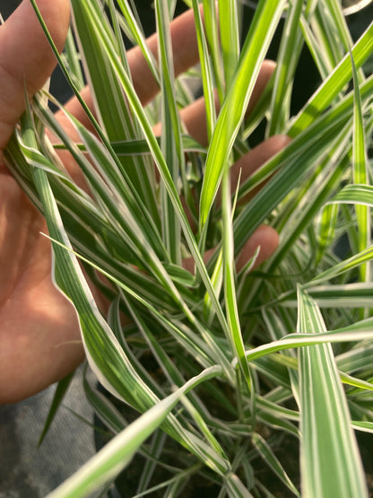 Phalaris arundinacea var. picta 'Feesey Form' - Champion Plants