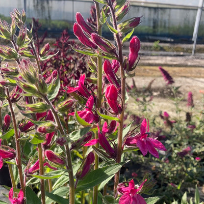 Lobelia Pink Elephant - Champion Plants