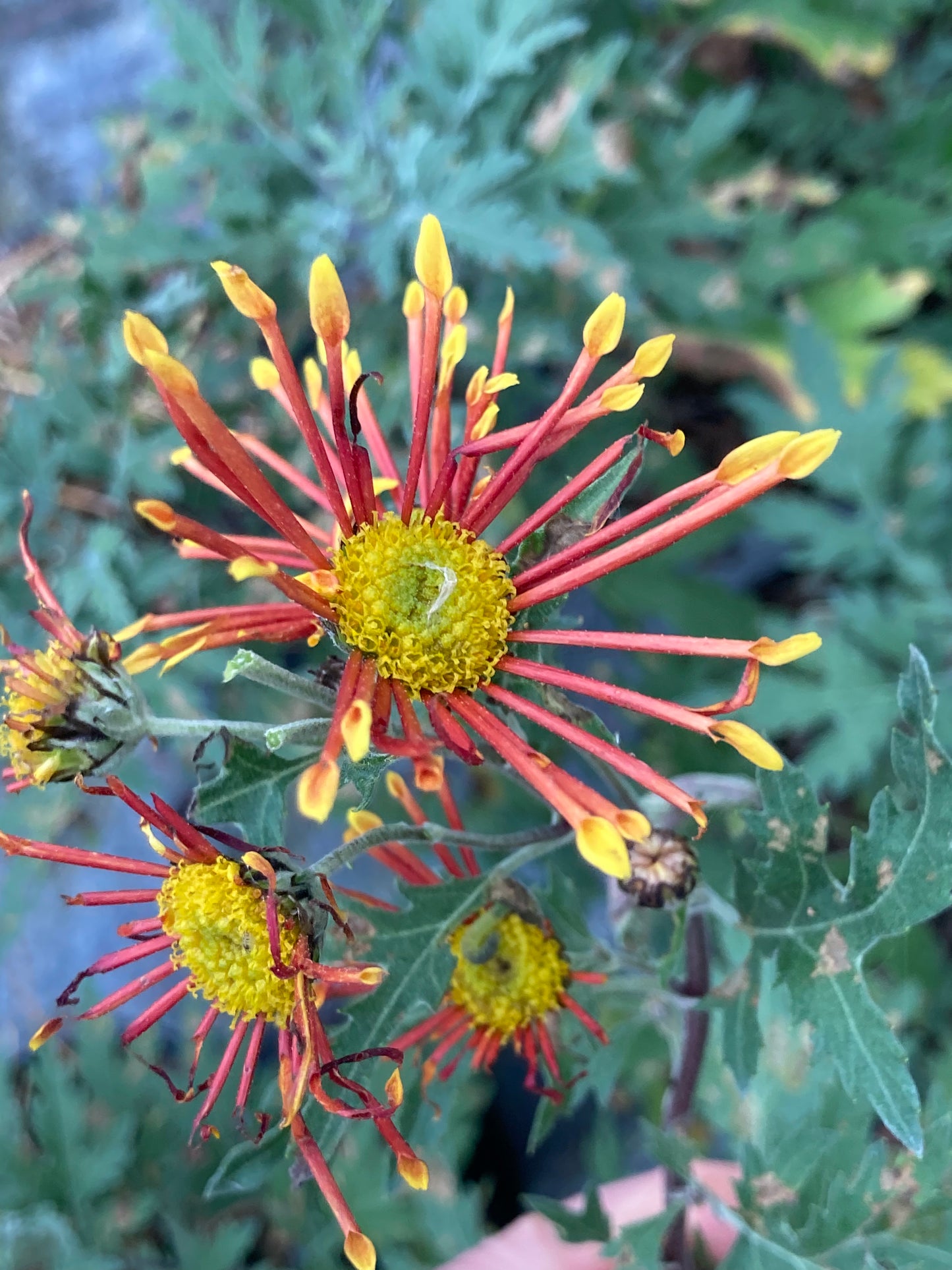 Chrysanthemum Burnt Orange - Champion Plants