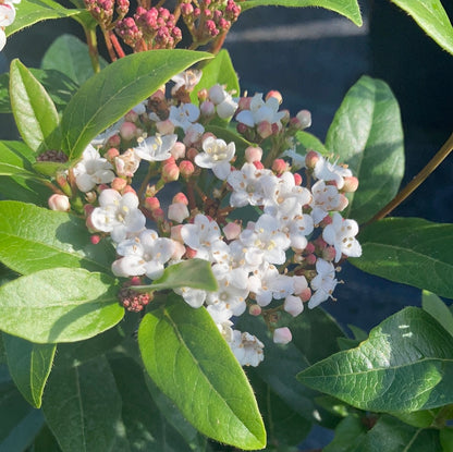 Viburnum tinus Spirit - Champion Plants