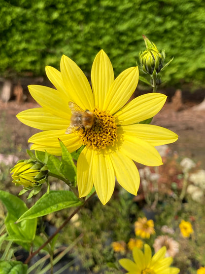 Helianthus Lemon Queen - AGM - Champion Plants