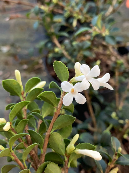 Osmanthus x delavayi - Champion Plants