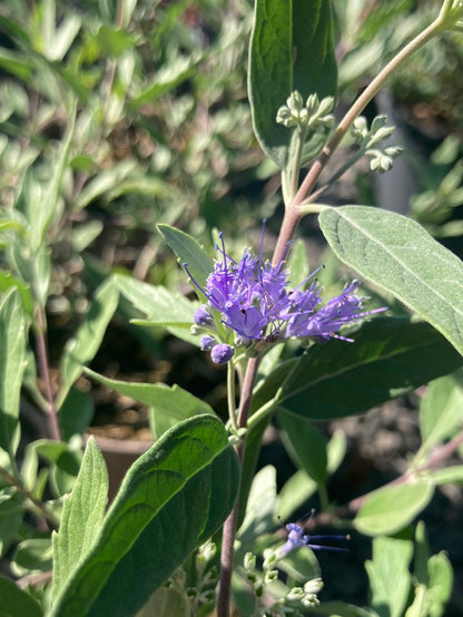 Caryopteris x cland. Dark Knight - Champion Plants