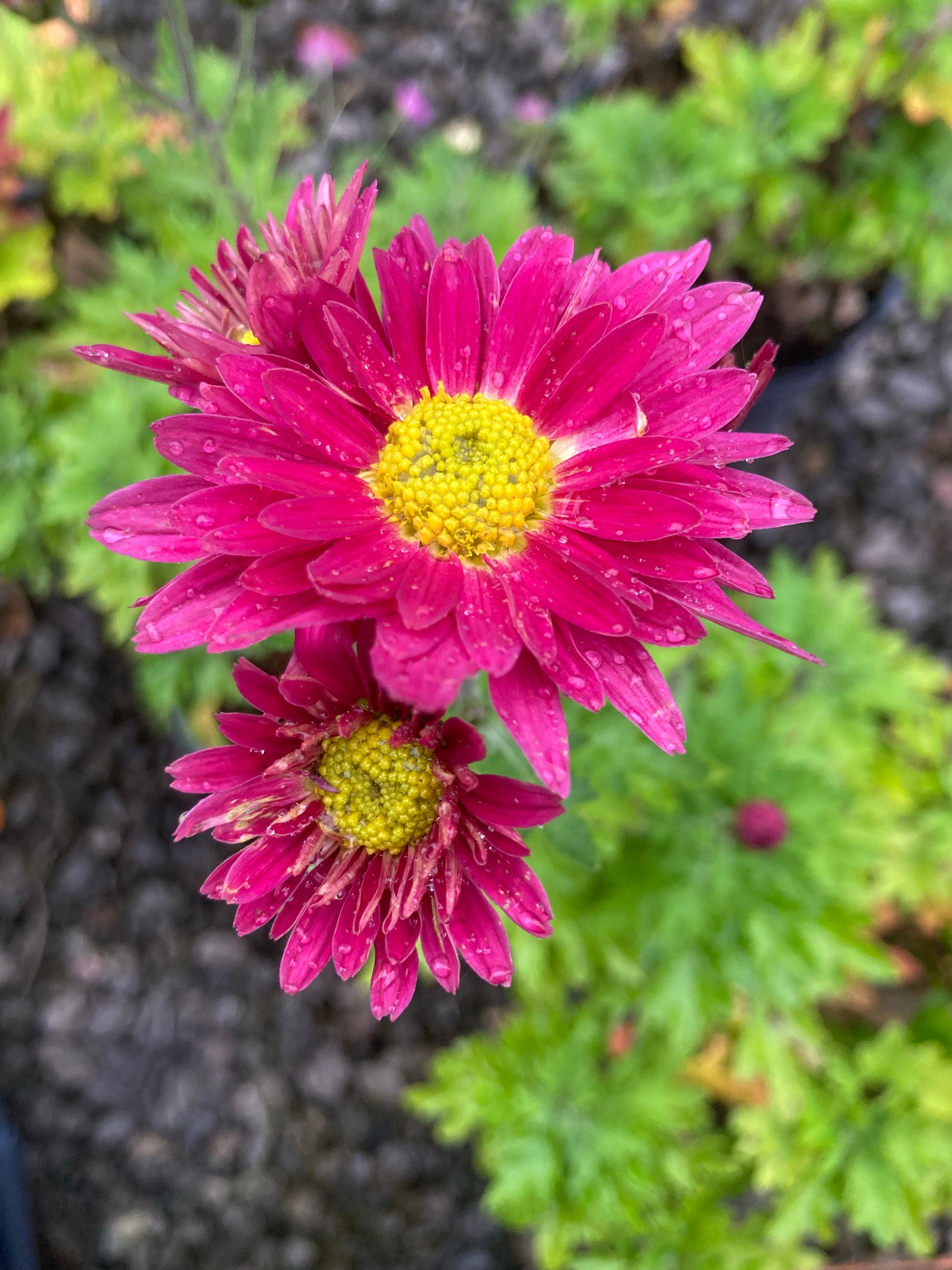 Chrysanthemum Uri - Champion Plants