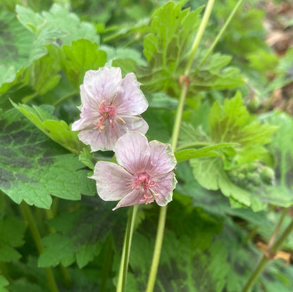 Geranium phaeum Misty Samobor - Champion Plants