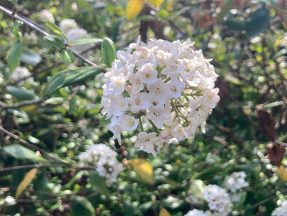 Viburnum x burkwoodii - Champion Plants