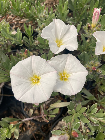 Convolvulus cneorum - Champion Plants