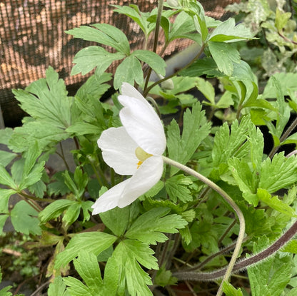 Anemone sylvestris Madonna - Champion Plants