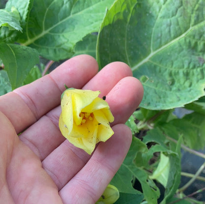 Kirengeshoma palmata - Champion Plants