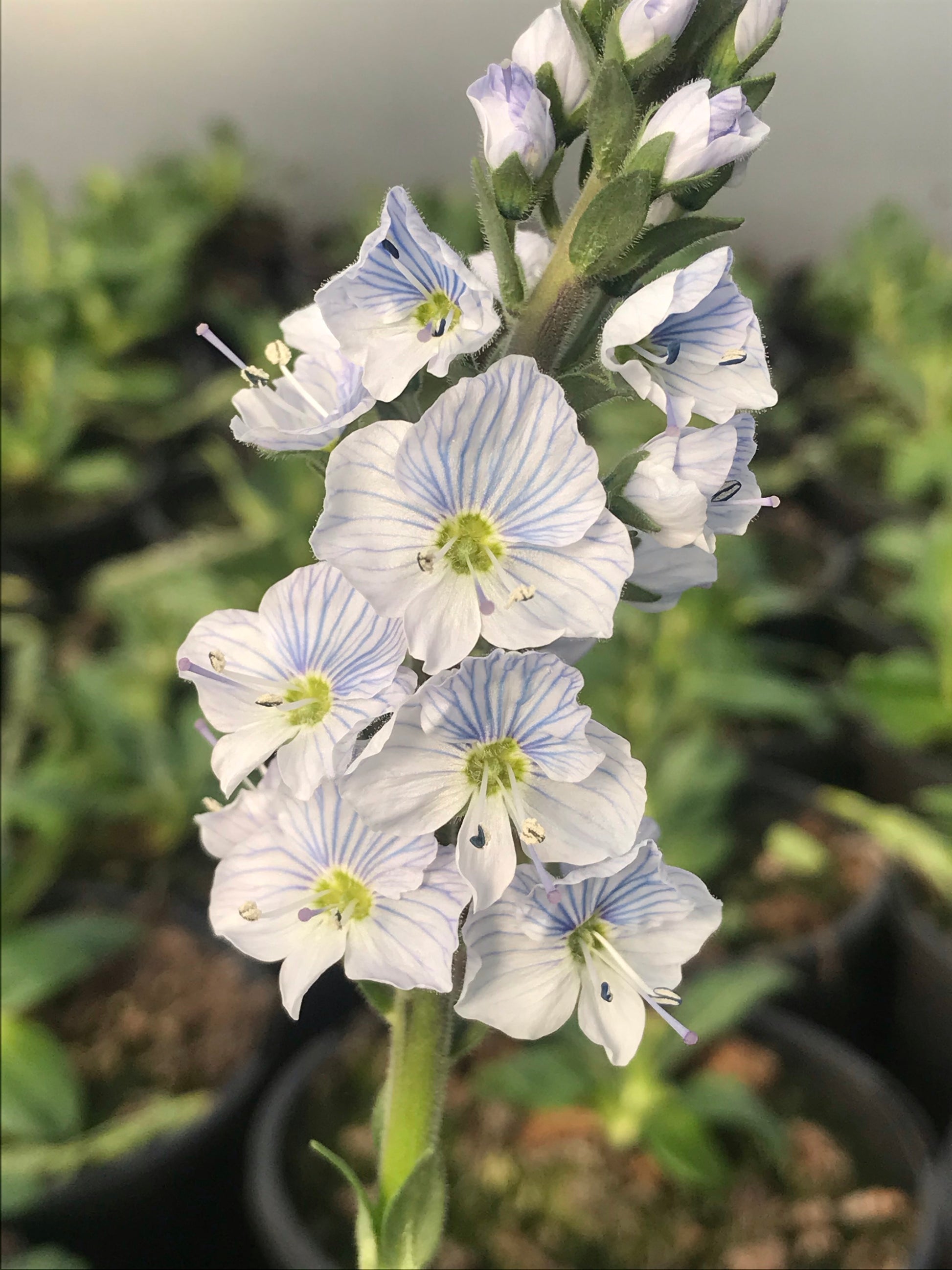 Veronica gentianoides Barbara Sherwood - AGM - Champion Plants