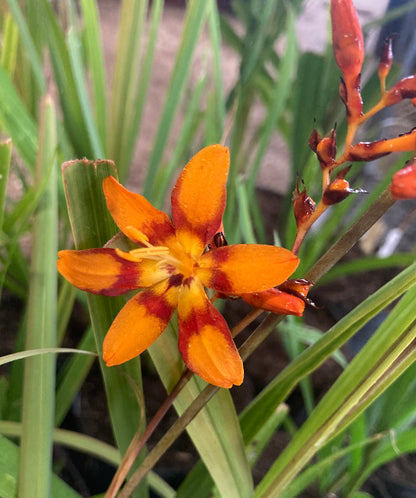 Crocosmia 'Emily McKenzie' - Champion Plants