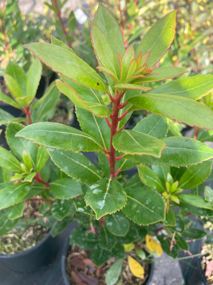 Arbutus unedo Compacta - Champion Plants