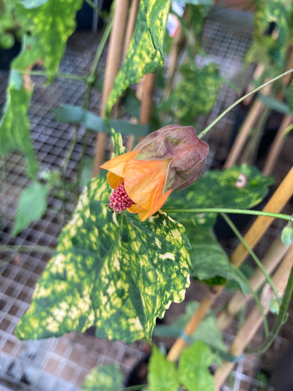 Abutilon x milleri Variegatum - Champion Plants