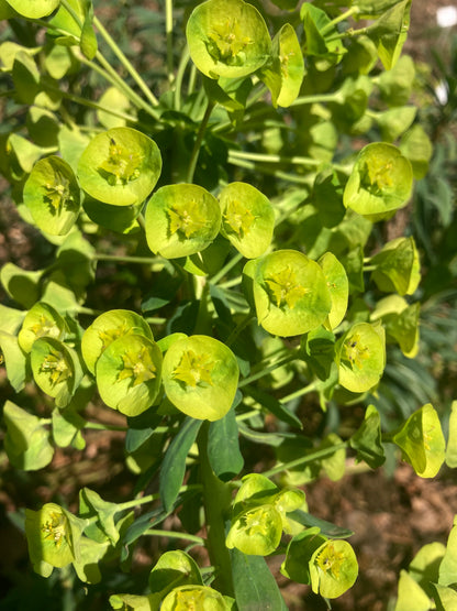 Euphorbia characias subsp. Margery Fish (Lambrook Gold) - Champion Plants