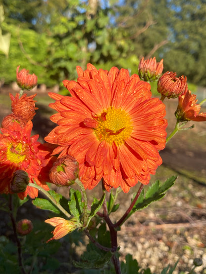 Chrysanthemum Paul Boissier - Champion Plants