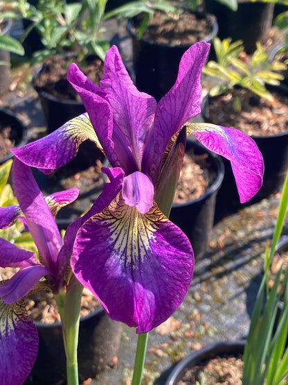 Iris sibirica Sparkling Rosé - Champion Plants