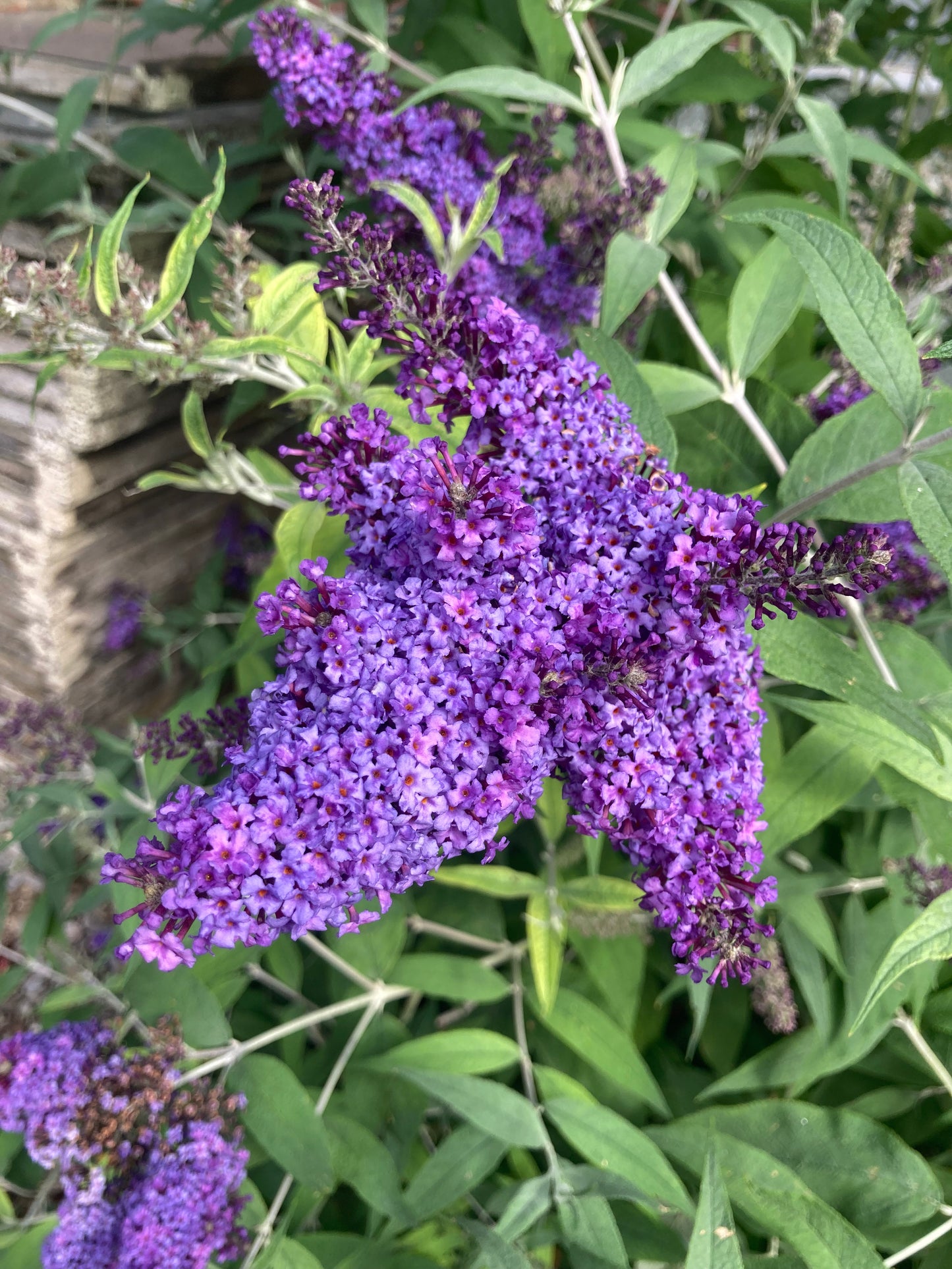 Buddleja (Buddleia) davidii Panache - Champion Plants