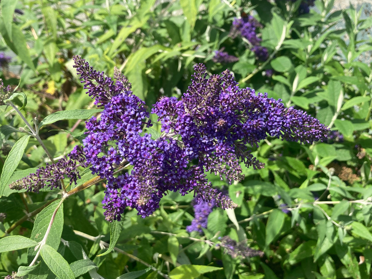 Buddleja (Buddleia) davidii Panache - Champion Plants