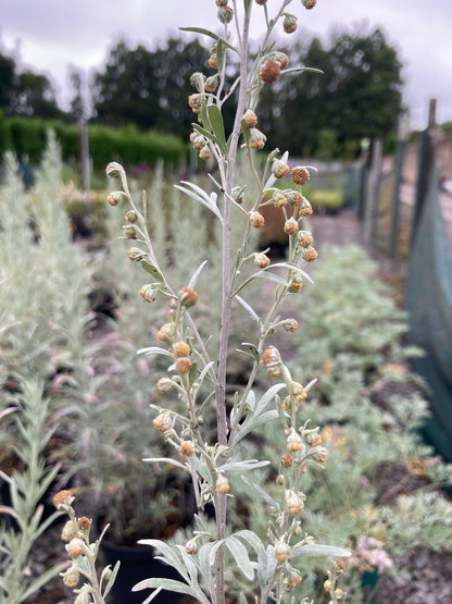 Artemisia Lambrook Silver - Champion Plants