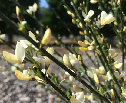 Cytisus Albus - Champion Plants