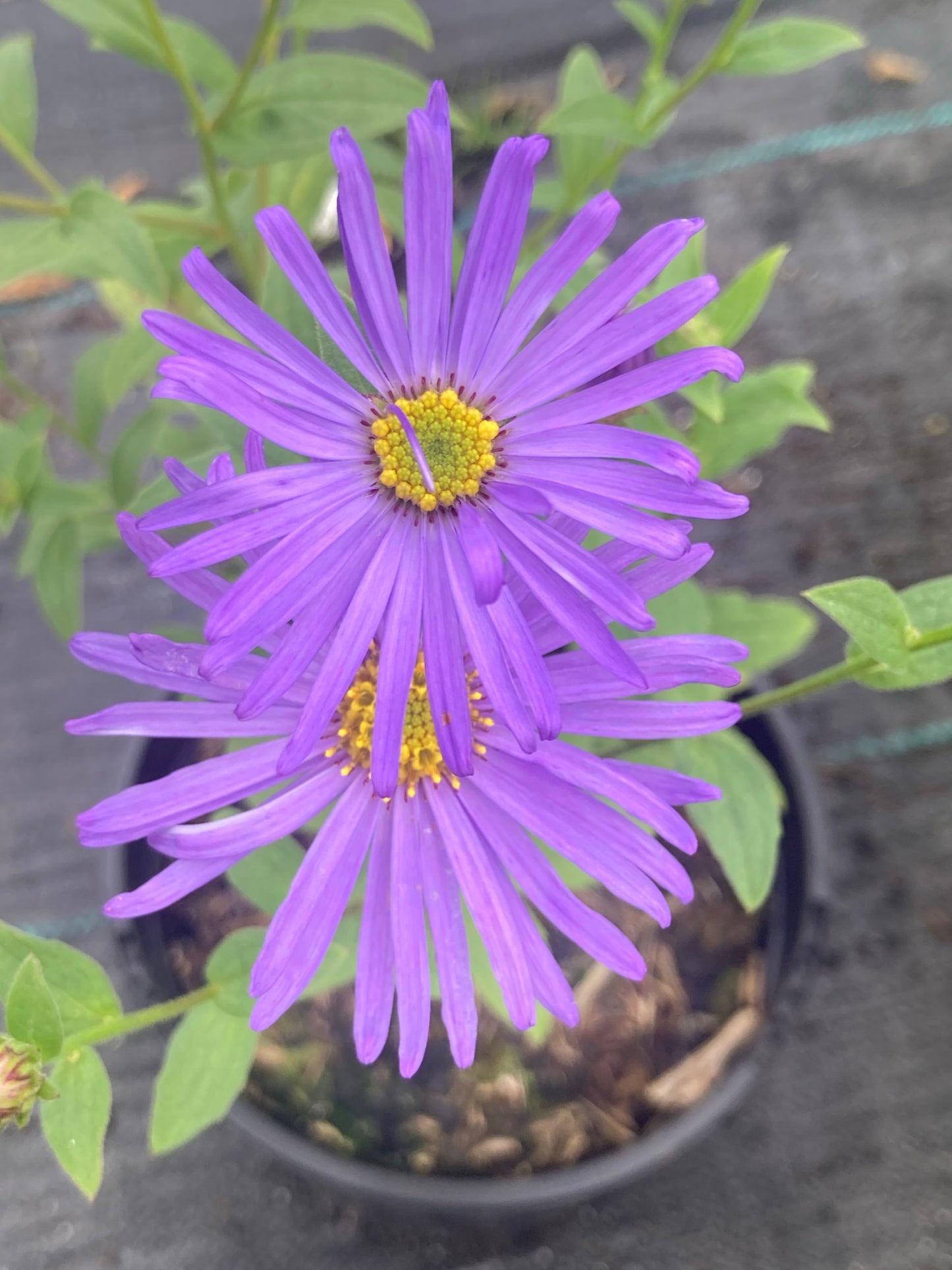 Aster x frikartii Monch - AGM - Champion Plants