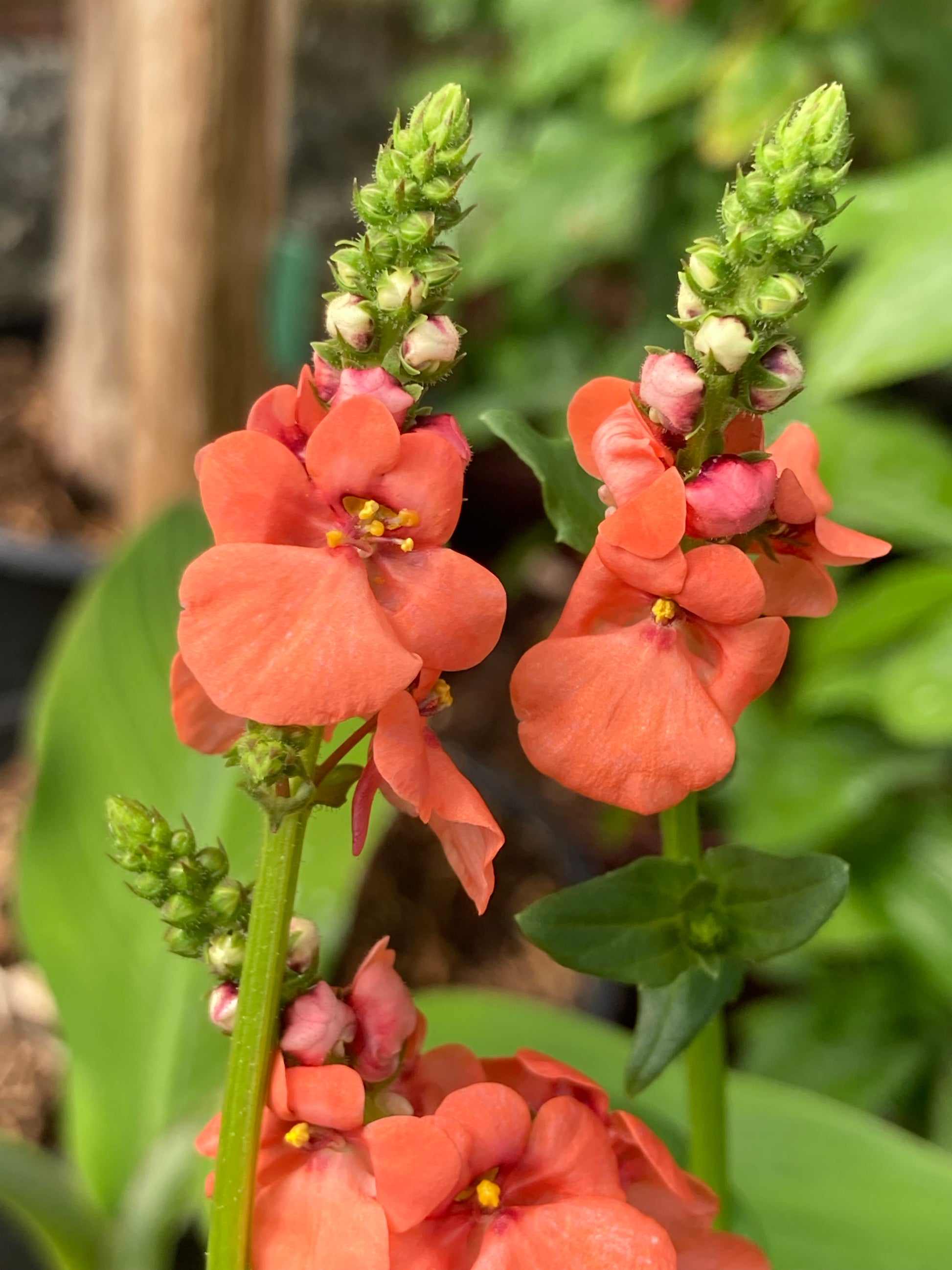 Diascia personata Coral Spires - Champion Plants