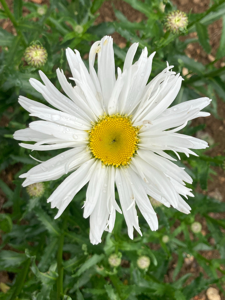 Leucanthemum × superbum 'Silver Princess' – Champion Plants