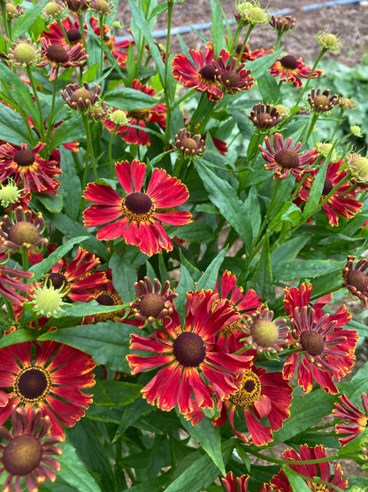 Helenium Potters Wheel - Champion Plants