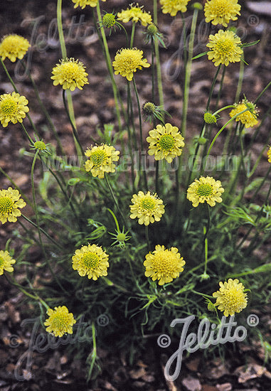 Scabiosa ochroleuca Moon Dance - Champion Plants