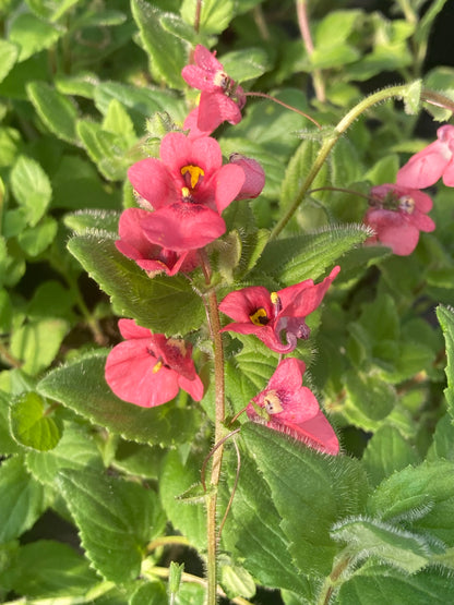 Diascia fetcaniensis 'Daydream' - Champion Plants