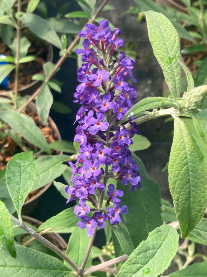 Buddleja (Buddleia) davidii Blue Horizon - Champion Plants