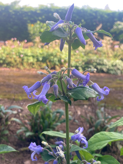 Clematis heracleifolia Cote d'Azur - Champion Plants