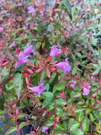 Abelia grandiflora Edward Goucher - AGM - Champion Plants