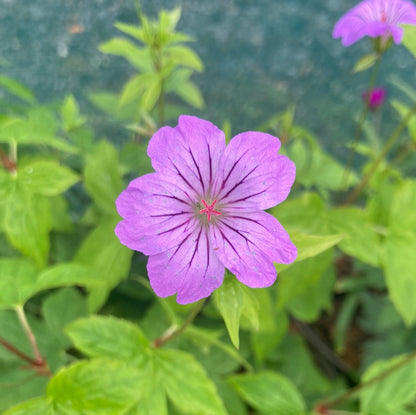 Geranium nodosum Svelte Lilac - Championfull Plants