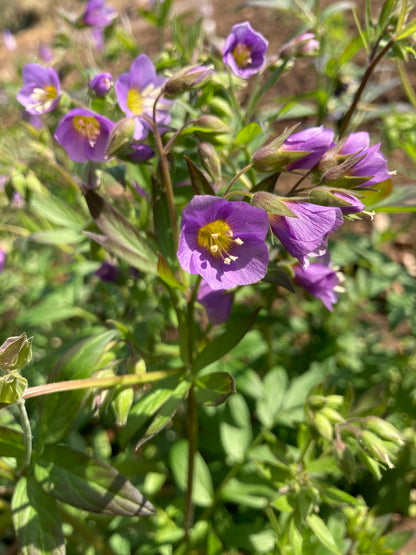 Polemonium 'Lambrook Mauve' - Champion Plants